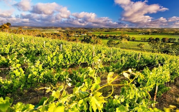 McLaren Vale wine region tour.